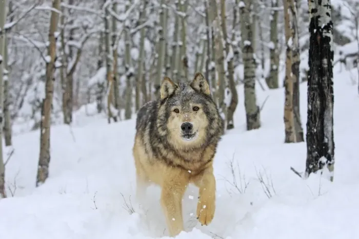 Framed Print : Grey / Timber Wolf - in snow. Montana - USA Framed Print : Grey / Timber Wolf - in snow. Montana - USA