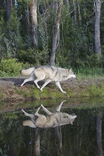 Grey  /  Timber Wolf - by water. Montana - United States