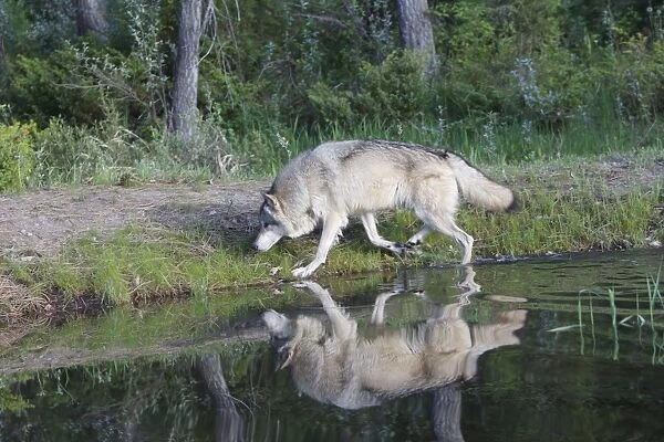 Grey  /  Timber Wolf - by water. Montana - United States
