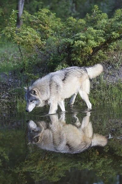Grey  /  Timber Wolf - in water. Montana - United States