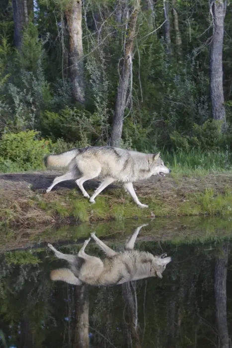 Framed Print : Grey / Timber Wolf - by water. Montana - United States Framed Print : Grey / Timber Wolf - by water. Montana - United States
