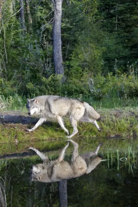 Framed Print : Grey / Timber Wolf - by water. Montana - United States Framed Print : Grey / Timber Wolf - by water. Montana - United States