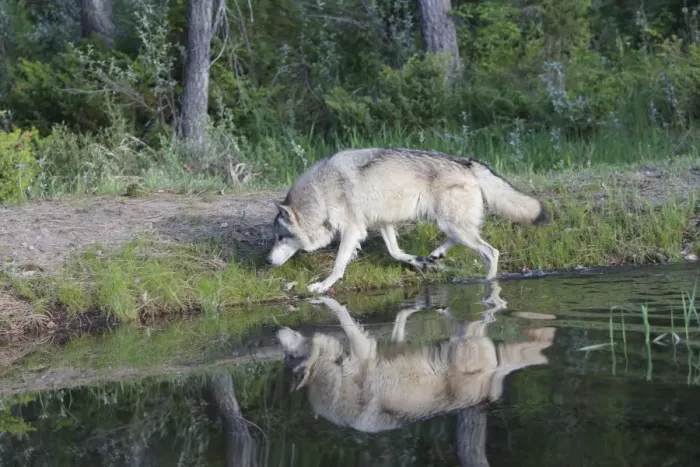 Framed Print : Grey / Timber Wolf - by water. Montana - United States Framed Print : Grey / Timber Wolf - by water. Montana - United States