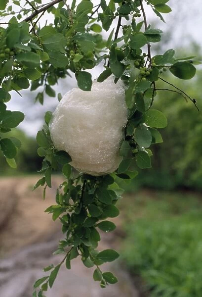 Grey Treefrog - foam nest