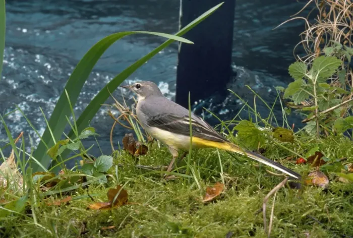 Framed Print : Grey Wagtail Framed Print : Grey Wagtail
