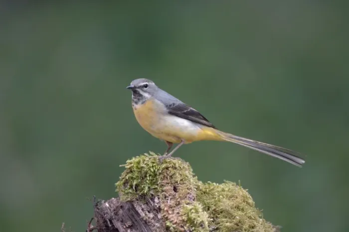 Framed Print : Grey Wagtail - Female standing on moss covered wood Framed Print : Grey Wagtail - Female standing on moss covered wood