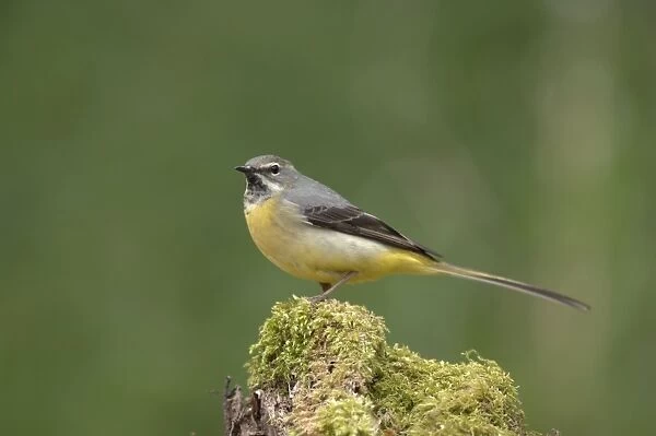 Grey Wagtail - Female standing on moss covered wood