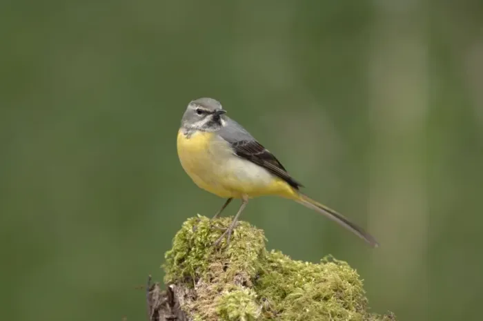 Framed Print : Grey Wagtail - Female standing on moss covered wood Framed Print : Grey Wagtail - Female standing on moss covered wood