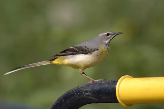 Framed Print : Grey Wagtail - Female standing on wheelbarrow handle Framed Print : Grey Wagtail - Female standing on wheelbarrow handle