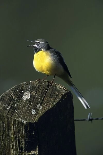 Grey Wagtail - Male singing in breeding territory Hessen, Germany