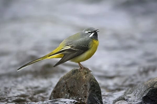 Grey Wagtail - male singing from rock in hill stream, Lower Saxony, Germany