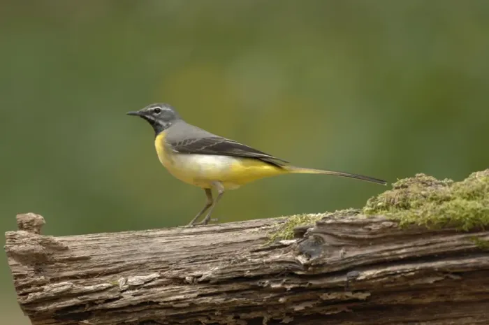 Framed Print : Grey Wagtail - Male standing on log Framed Print : Grey Wagtail - Male standing on log
