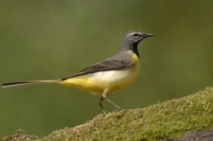 Framed Print : Grey Wagtail - Male standing on moss covered wood Framed Print : Grey Wagtail - Male standing on moss covered wood