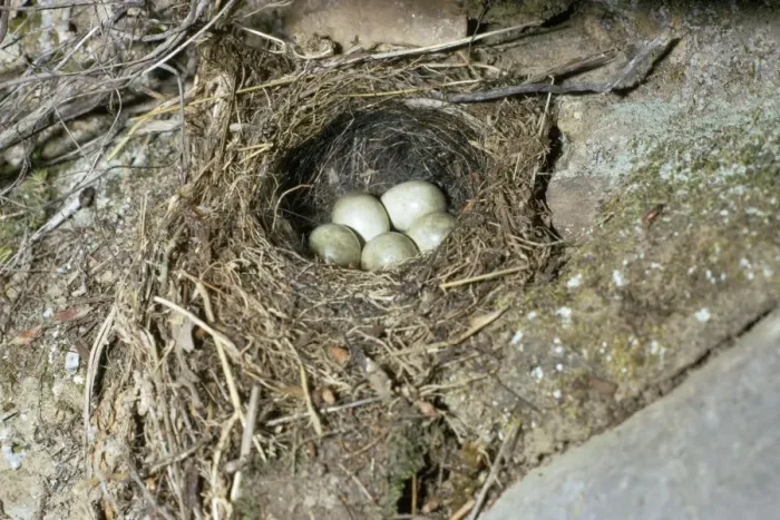 Framed Print : Grey Wagtail - nest with eggs Framed Print : Grey Wagtail - nest with eggs