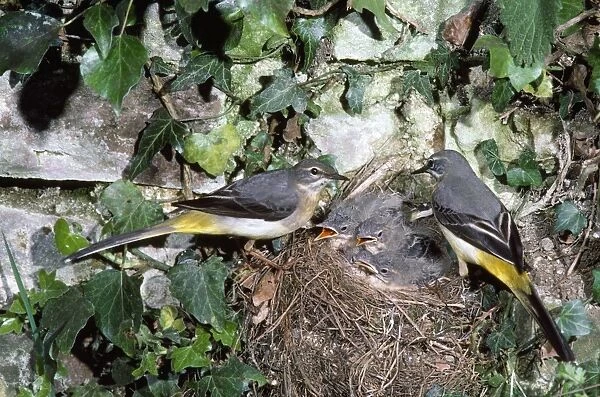 Grey Wagtail - pair at nest with young