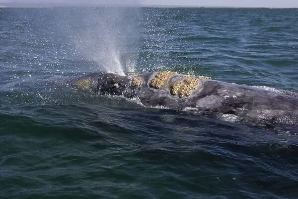 Grey Whale - blowing - San Ignacio Lagoon - Baja California - Mexico