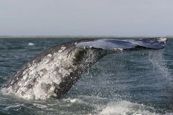 Grey Whale - diving - San Ignacio Lagoon - Baja California - Mexico