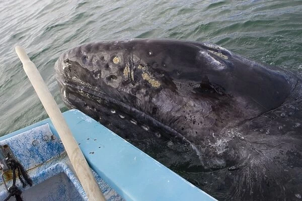 Grey Whale - San Ignacio Lagoon, Baja California, Mexico