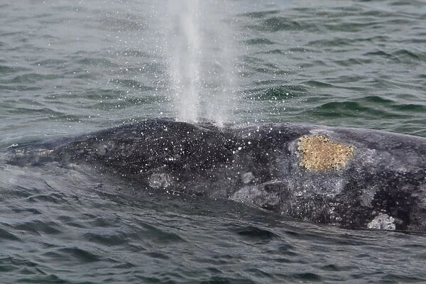 Grey Whale - San Ignacio Lagoon - Baja California - Mexico