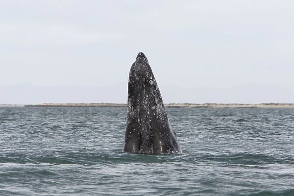 Grey Whale - spy-hopping - San Ignacio Lagoon - Baja California - Mexico