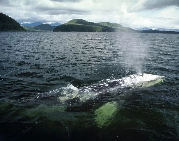 Grey Whale - surfacing - Vancouver Island - B. C. Canada AU-1485
