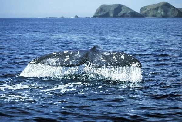 Grey Whale WAT 6202 Tail Eschrichtius robustus © M. Watson  /  ardea. com