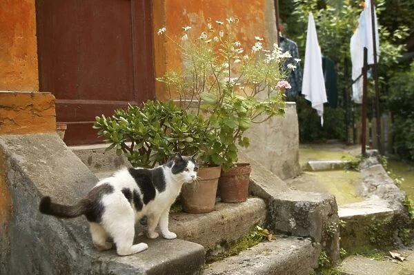 Grey & White Cat - by house Rome, Italy