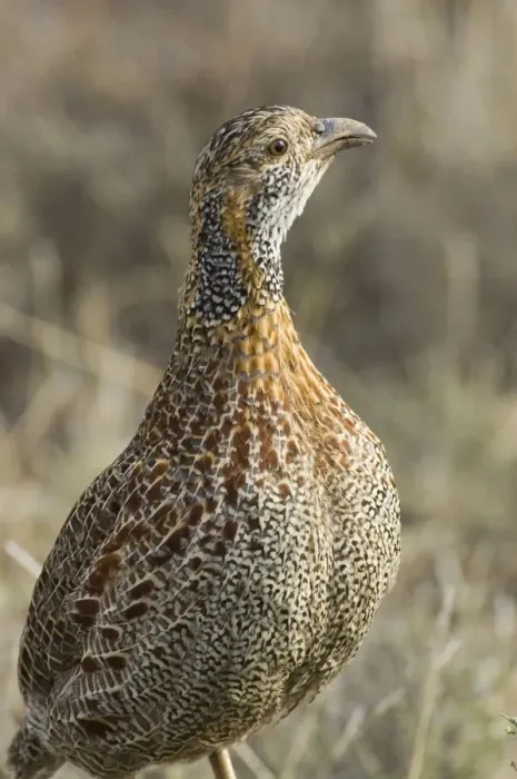Framed Print : Grey-winged Francolin - Adult. Feeds on invertebrates, tubers, rhizomes and bulbs. Endemic in South Africa and Lesotho. Inhabits montane grasslands. Mountain Zebra National Park, Eastern Cape, South Africa Framed Print : Grey-winged Francolin - Adult. Feeds on invertebrates, tubers, rhizomes and bulbs. Endemic in South Africa and Lesotho. Inhabits montane grasslands. Mountain Zebra National Park, Eastern Cape, South Africa