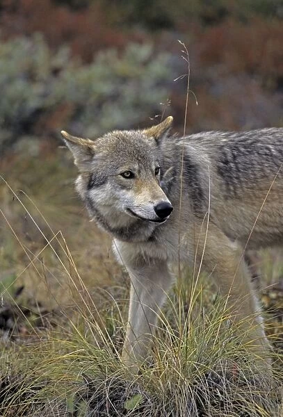 Grey Wolf, August, Denali National Park, Alaska, North America