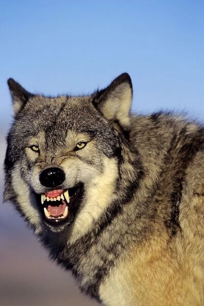 Grey Wolf (Canis lupus) snarling. Montana