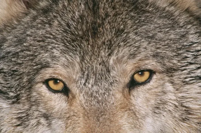 Framed Print : Grey Wolf CLA 2 Close up of eyes Canis lupus © Mary Clay / ARDEA LONDON Framed Print : Grey Wolf CLA 2 Close up of eyes Canis lupus © Mary Clay / ARDEA LONDON