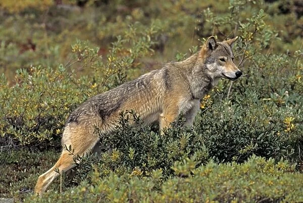 Grey Wolf - female, August, Denali National Park, Alaska, North America