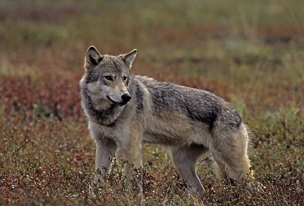 Grey Wolf - female, August, fall tundra, Denali National Park, Alaska, North America