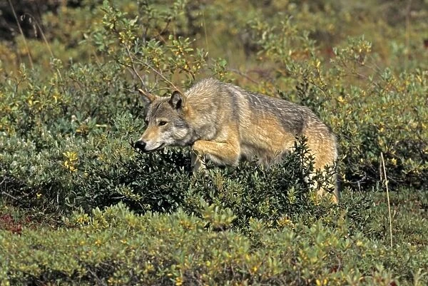 Grey Wolf - female stalking, August, Denali National Park, Alaska, North America