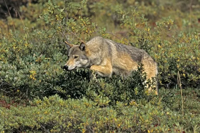 Framed Print : Grey Wolf - female stalking, August, Denali National Park, Alaska, North America Framed Print : Grey Wolf - female stalking, August, Denali National Park, Alaska, North America