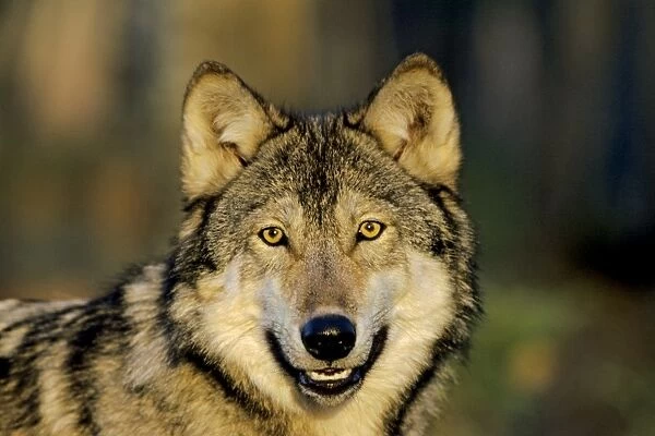 Grey wolf - Minnesota, North America