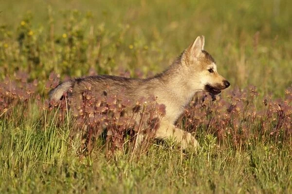 Grey Wolf - pup in Mountain meadow with Prairie Smoke Wildflowers Idaho, USA