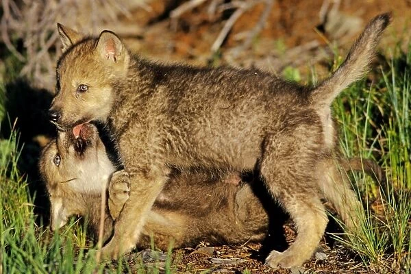 Two Grey wolf pups playing near den. Montana, North America
