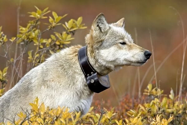 Grey Wolf, with radio collar, alpha female, Denali NP, Alaska, North America. September