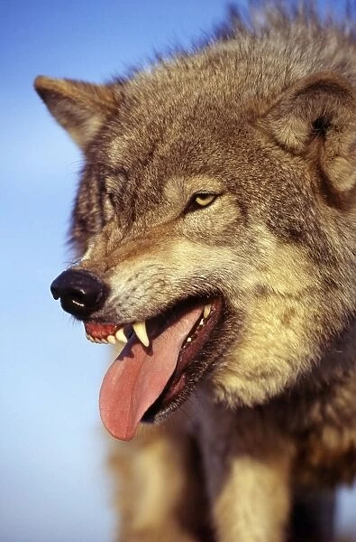 Grey Wolf - snarling with tongue out