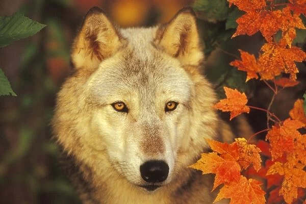 Grey Wolf  /  Timber Wolf - By Autumn leaves. Minnesota