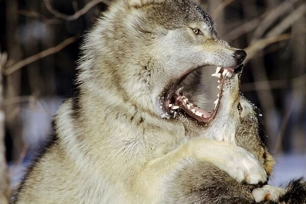 Grey Wolf  /  Timber Wolf - dominance behavior. Minnesota, USA