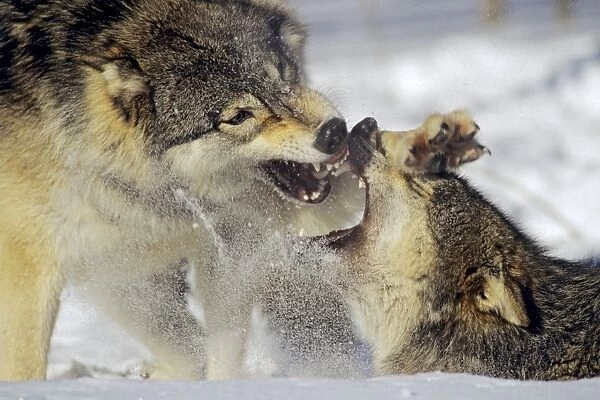 Grey Wolf  /  Timber Wolf - dominance behavior in snow