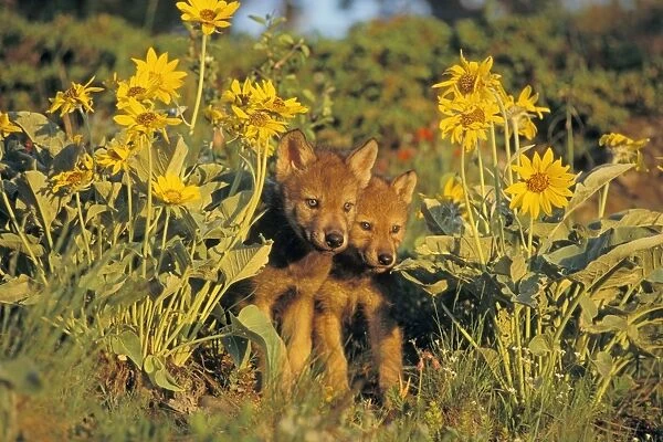 Grey Wolf  /  Timber Wolf pups in flowers. Montana, North America