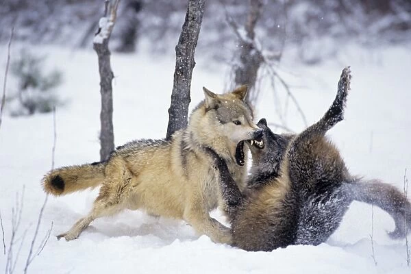 Grey Wolf  /  Timber Wolf - Two, dominance behavior in snow. montana