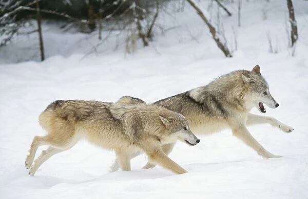 Grey Wolf WAT 5335 x 2 running in snow Camis lupus © M. Watson  /  ARDEA LONDON