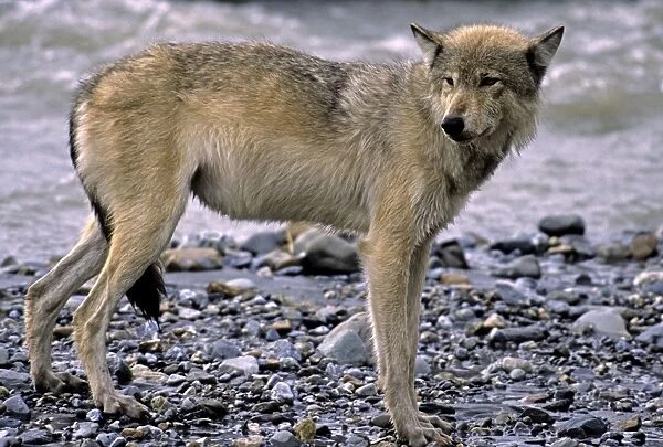 Grey Wolf - By water. Denali National Park, Alaska, North America