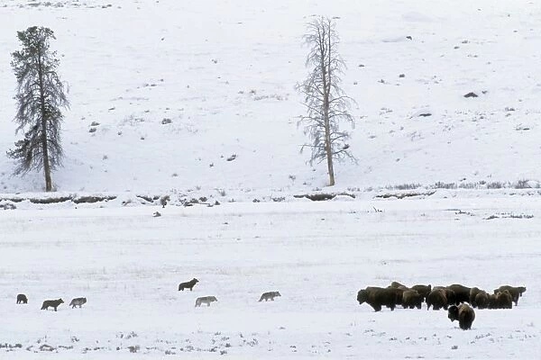 Grey Wolves with American Bison (Bison bison) herd - in snow. Wyoming, Yellowstone National Park, USA Mw2585