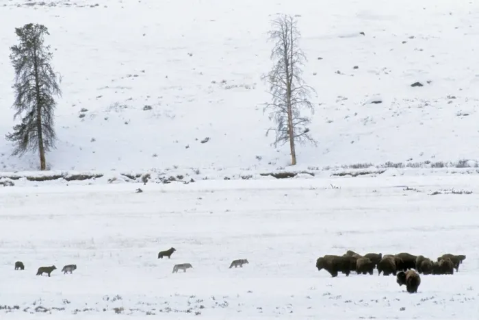 Framed Print : Grey Wolves with American Bison (Bison bison) herd - in snow. Wyoming, Yellowstone National Park, USA Mw2585 Framed Print : Grey Wolves with American Bison (Bison bison) herd - in snow. Wyoming, Yellowstone National Park, USA Mw2585