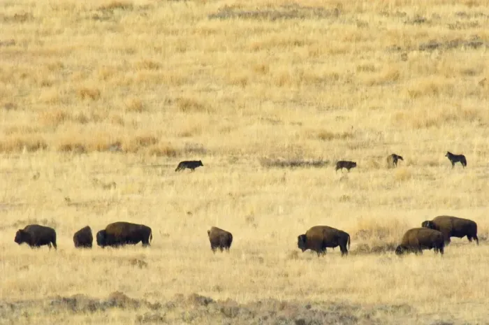 Framed Print : Grey Wolves - checking out herd of bison. Yellowstone National Park, Wy, USA. Fall. _PTL6356 Framed Print : Grey Wolves - checking out herd of bison. Yellowstone National Park, Wy, USA. Fall. _PTL6356